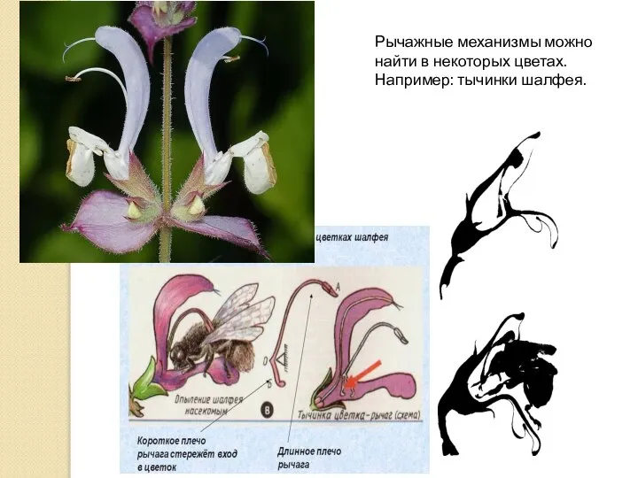 Рычажные механизмы можно найти в некоторых цветах. Например: тычинки шалфея.