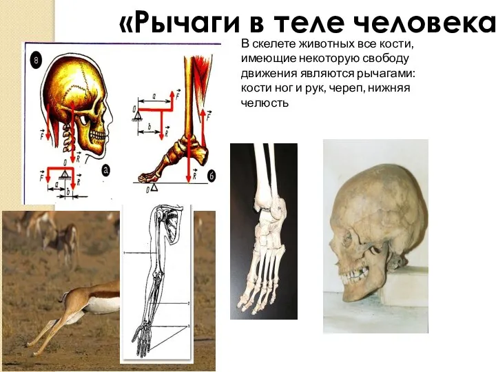 В скелете животных все кости, имеющие некоторую свободу движения являются рычагами: кости