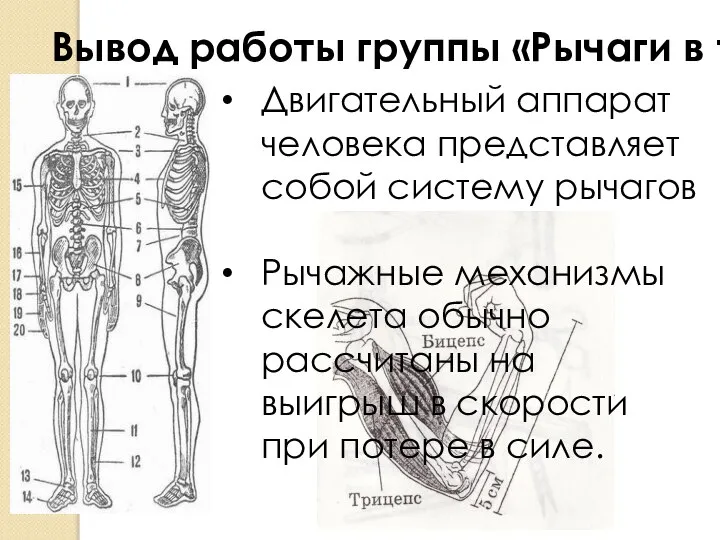 Вывод работы группы «Рычаги в теле человека»: Двигательный аппарат человека представляет собой