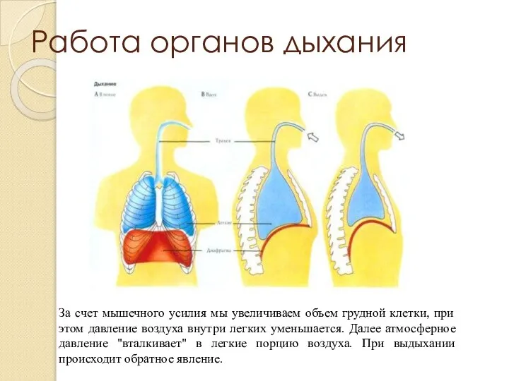 За счет мышечного усилия мы увеличиваем объем грудной клетки, при этом давление