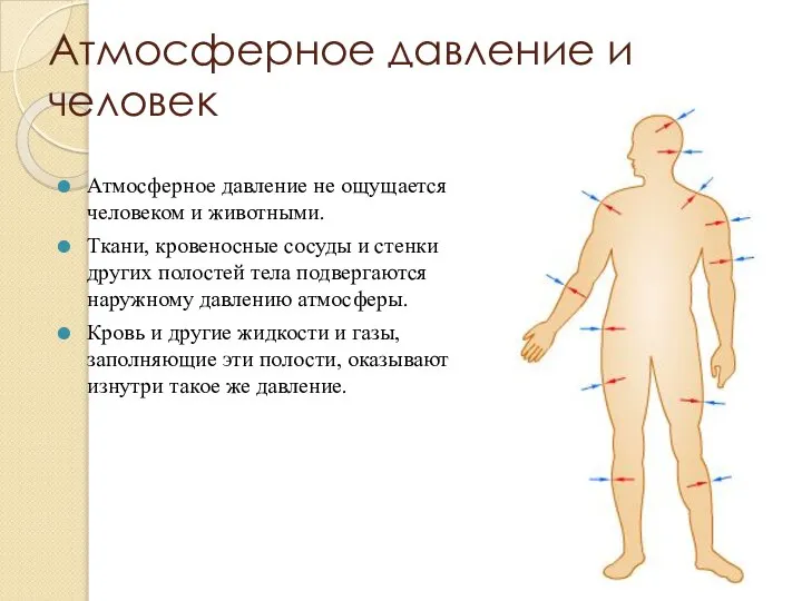 Атмосферное давление и человек Атмосферное давление не ощущается человеком и животными. Ткани,