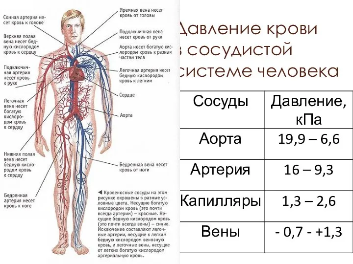 Давление крови в сосудистой системе человека