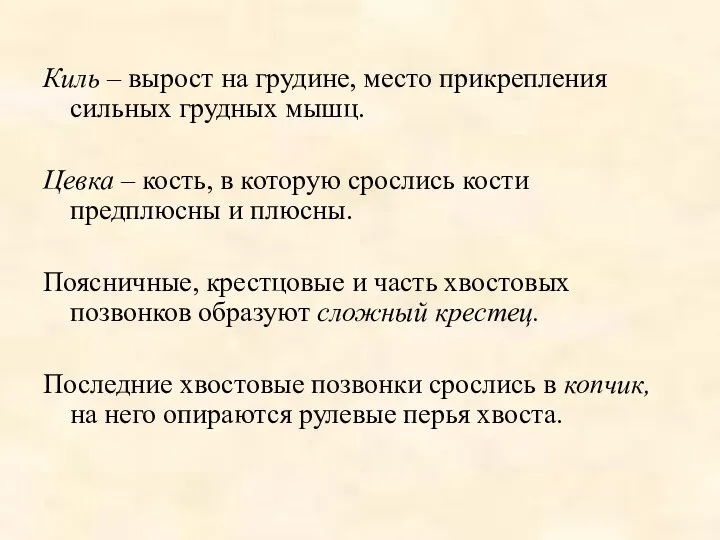 Киль – вырост на грудине, место прикрепления сильных грудных мышц. Цевка –