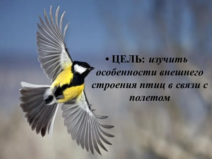 ЦЕЛЬ: изучить особенности внешнего строения птиц в связи с полетом