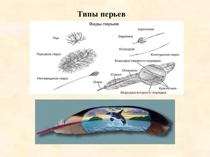 Типы перьев