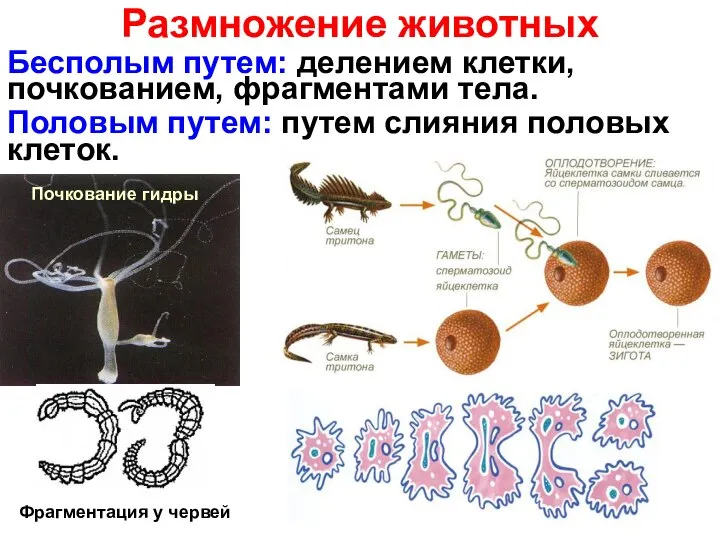 Размножение животных Бесполым путем: делением клетки, почкованием, фрагментами тела. Половым путем: путем