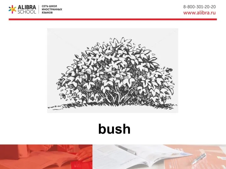 bush