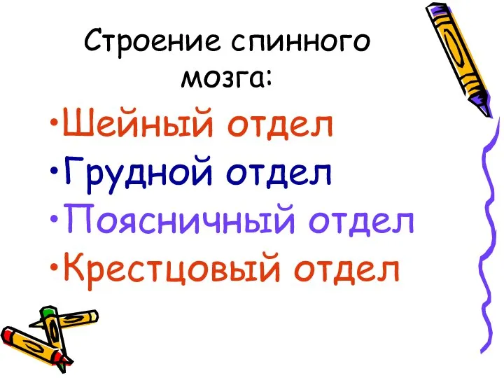 Строение спинного мозга: Шейный отдел Грудной отдел Поясничный отдел Крестцовый отдел