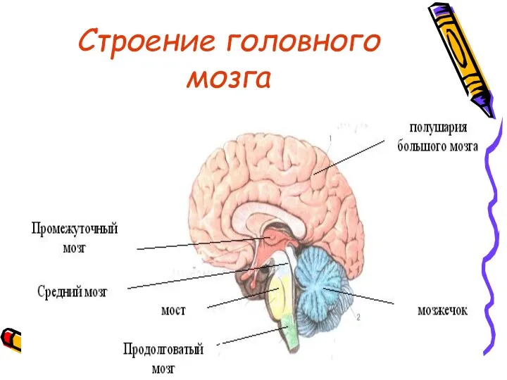 Строение головного мозга