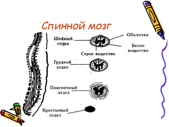 Спинной мозг