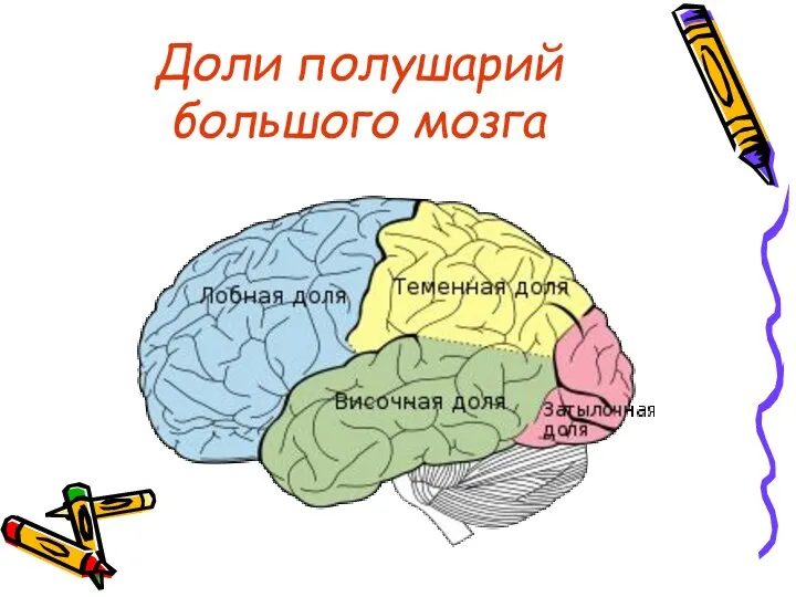 Доли полушарий большого мозга