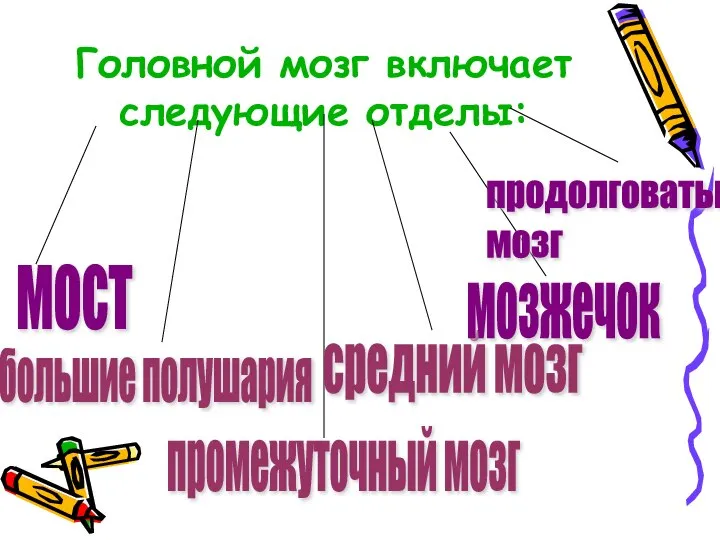 Головной мозг включает следующие отделы: промежуточный мозг мост большие полушария средний мозг мозжечок продолговатый мозг