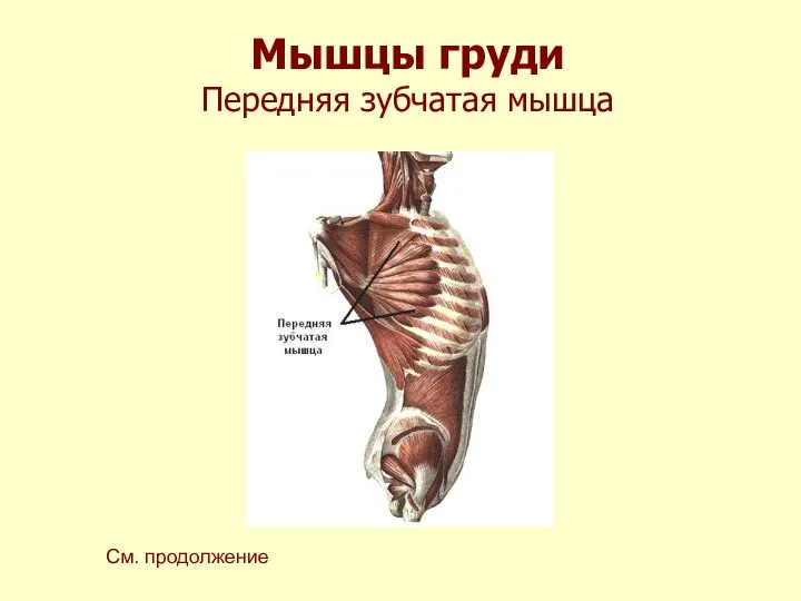 Мышцы груди Передняя зубчатая мышца См. продолжение