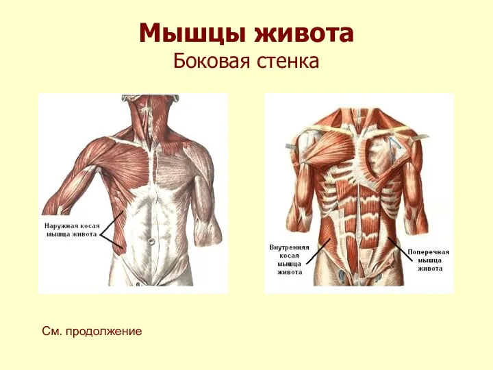 Мышцы живота Боковая стенка См. продолжение