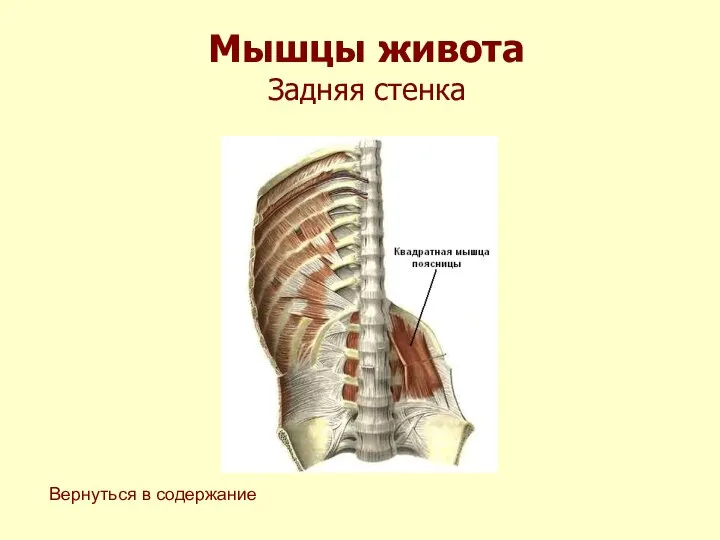 Мышцы живота Задняя стенка Вернуться в содержание