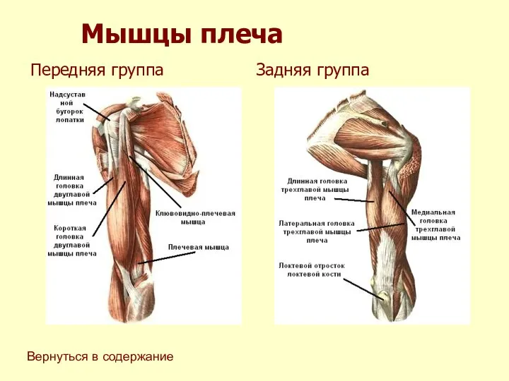 Мышцы плеча Передняя группа Задняя группа Вернуться в содержание