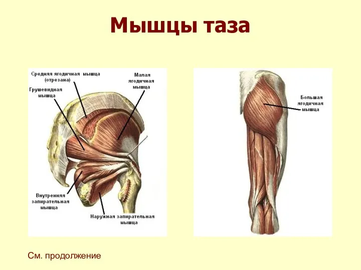 Мышцы таза См. продолжение