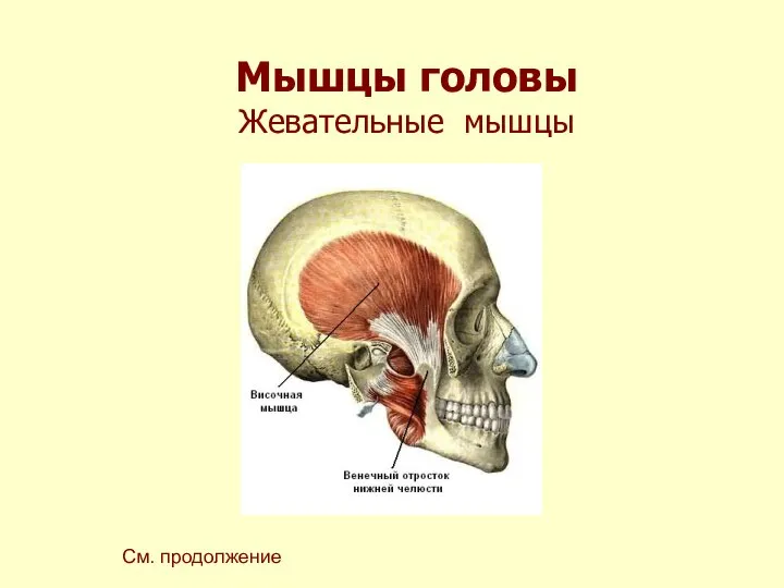 Мышцы головы Жевательные мышцы См. продолжение