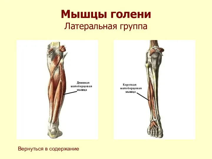 Мышцы голени Латеральная группа Вернуться в содержание