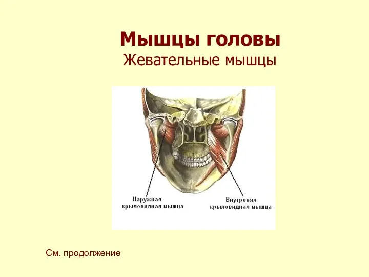 Мышцы головы Жевательные мышцы См. продолжение