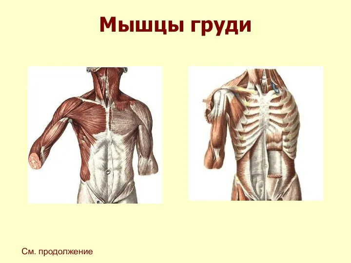 Мышцы груди См. продолжение