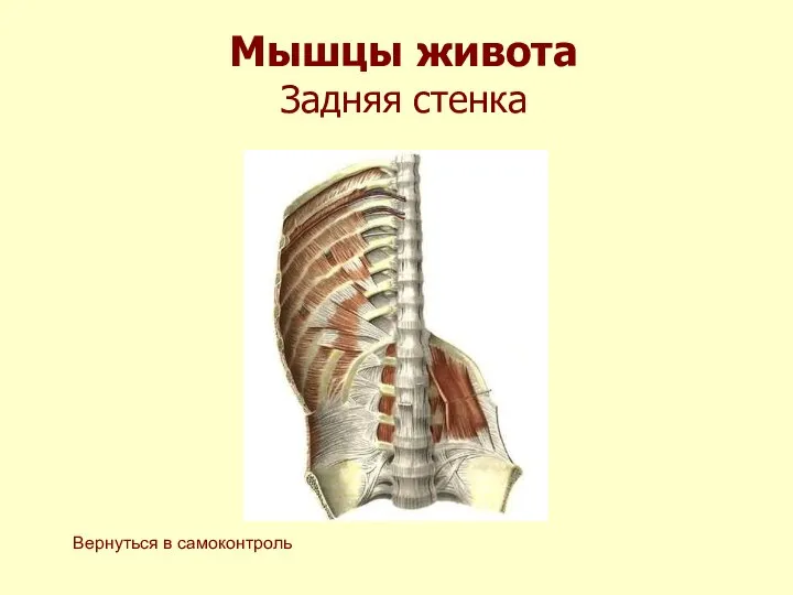 Мышцы живота Задняя стенка Вернуться в самоконтроль