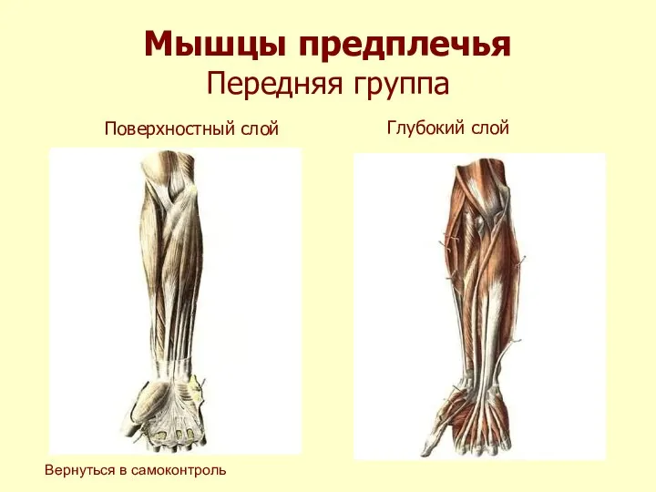 Мышцы предплечья Передняя группа Поверхностный слой Глубокий слой Вернуться в самоконтроль