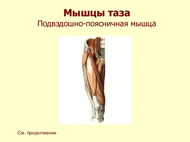 Мышцы таза Подвздошно-поясничная мышца См. продолжение
