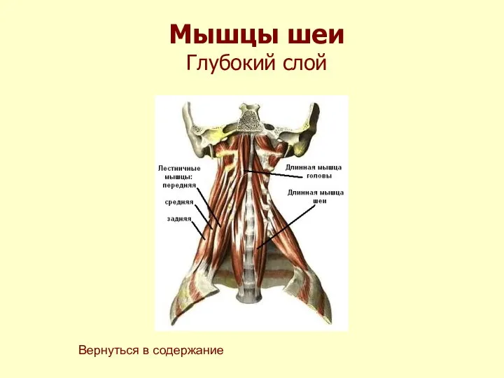 Мышцы шеи Глубокий слой Вернуться в содержание