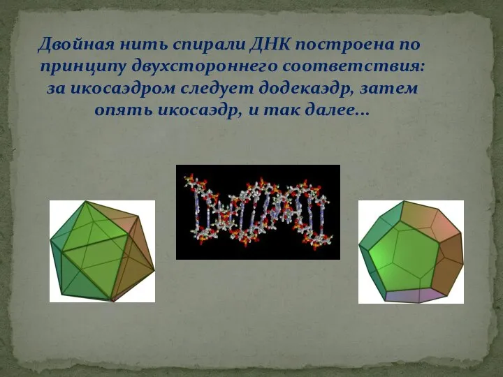 Двойная нить спирали ДНК построена по принципу двухстороннего соответствия: за икосаэдром следует