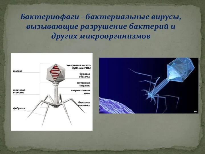 Бактериофаги - бактериальные вирусы, вызывающие разрушение бактерий и других микроорганизмов