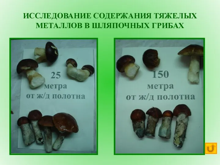 ИССЛЕДОВАНИЕ СОДЕРЖАНИЯ ТЯЖЕЛЫХ МЕТАЛЛОВ В ШЛЯПОЧНЫХ ГРИБАХ