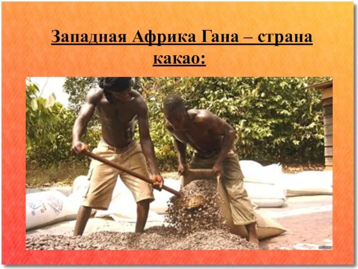 Западная Африка Гана – страна какао: