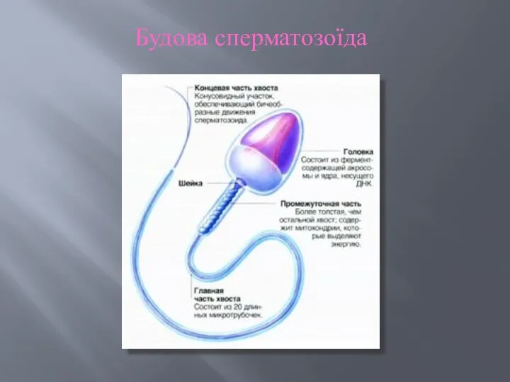 Будова сперматозоїда