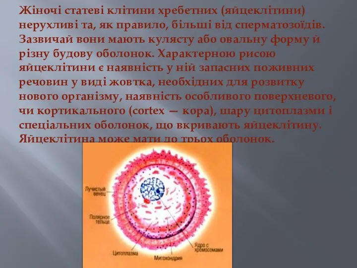 Жіночі статеві клітини хребетних (яйцеклітини) нерухливі та, як правило, більші від сперматозоїдів.