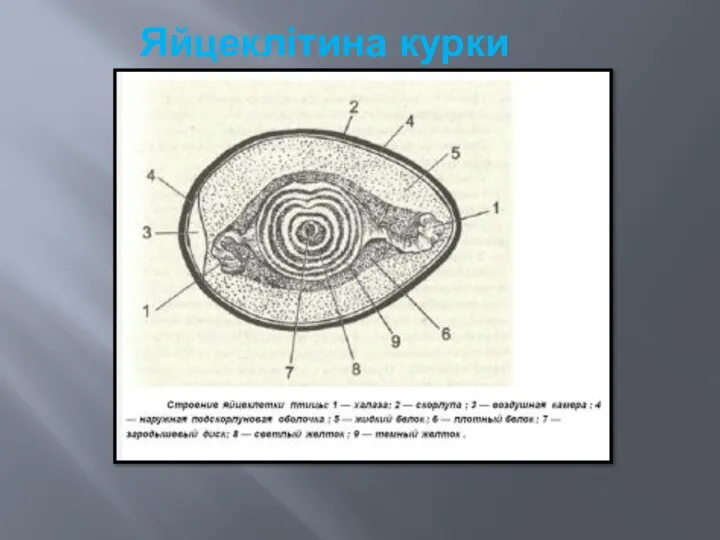 Яйцеклітина курки