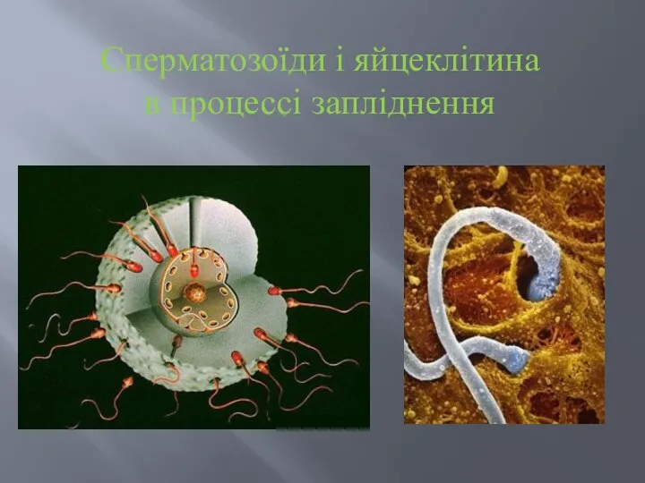Сперматозоїди і яйцеклітина в процессі запліднення