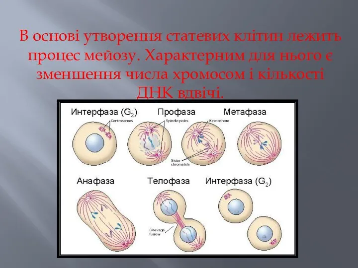 В основі утворення статевих клітин лежить процес мейозу. Характерним для нього є
