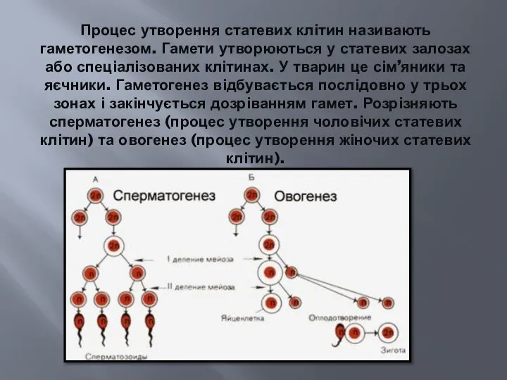 Процес утворення статевих клітин називають гаметогенезом. Гамети утворюються у статевих залозах або