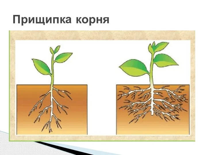 Прищипка корня