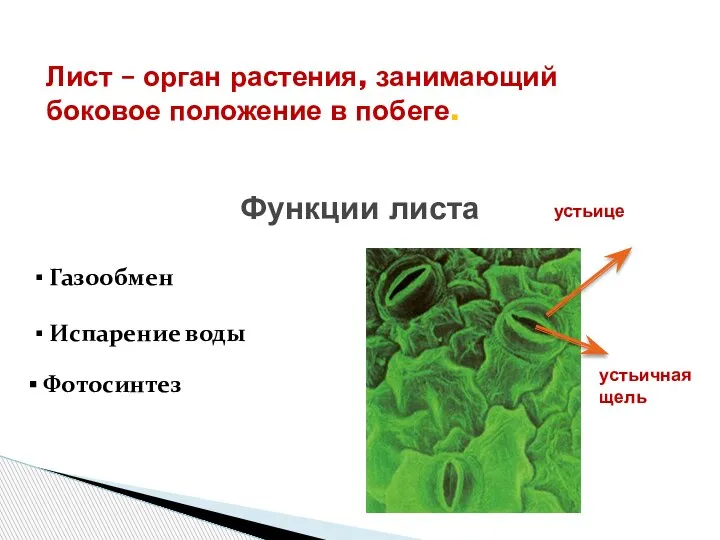 Лист – орган растения, занимающий боковое положение в побеге. Функции листа ▪