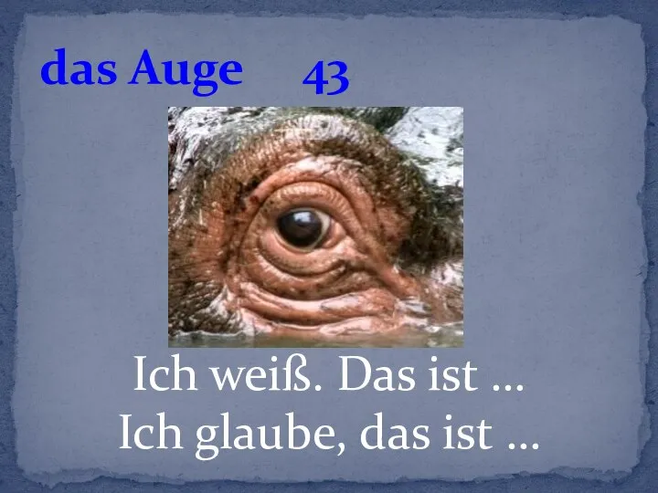 Ich weiß. Das ist … Ich glaube, das ist … das Auge 43