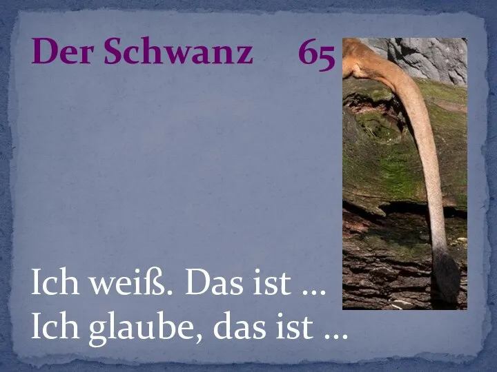 Ich weiß. Das ist … Ich glaube, das ist … Der Schwanz 65