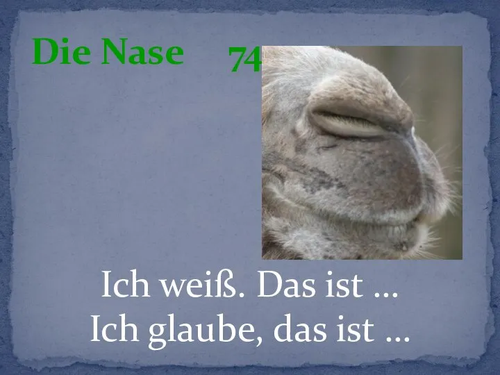 Ich weiß. Das ist … Ich glaube, das ist … Die Nase 74