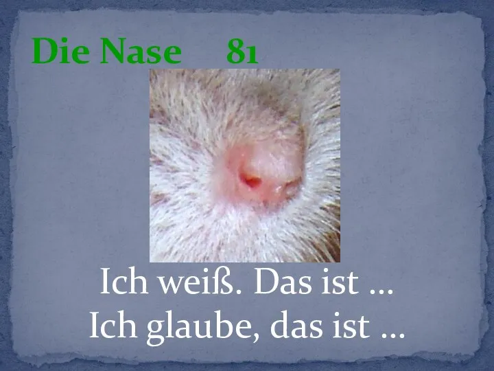 Ich weiß. Das ist … Ich glaube, das ist … Die Nase 81