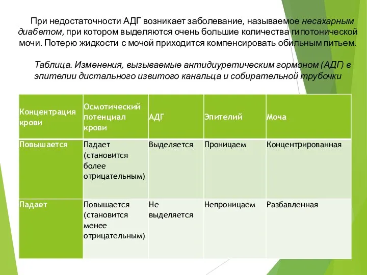 При недостаточности АДГ возникает заболевание, называемое несахарным диабетом, при котором выделяются очень