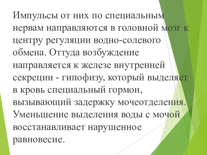 Импульсы от них по специальным нервам направляются в головной мозг к центру