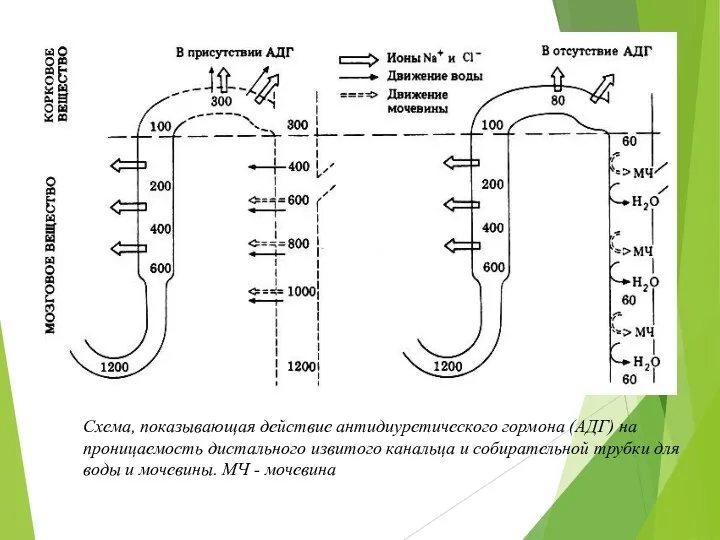 Схема, показывающая действие антидиуретического гормона (АДГ) на проницаемость дистального извитого канальца и