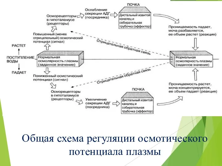 Общая схема регуляции осмотического потенциала плазмы