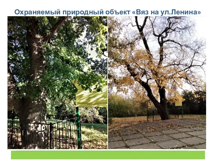Охраняемый природный объект «Вяз на ул.Ленина»
